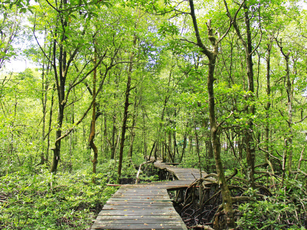 Hutan Mangrove