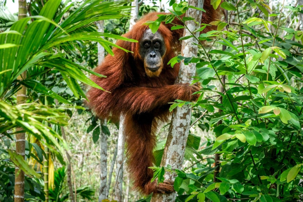 Orang utan