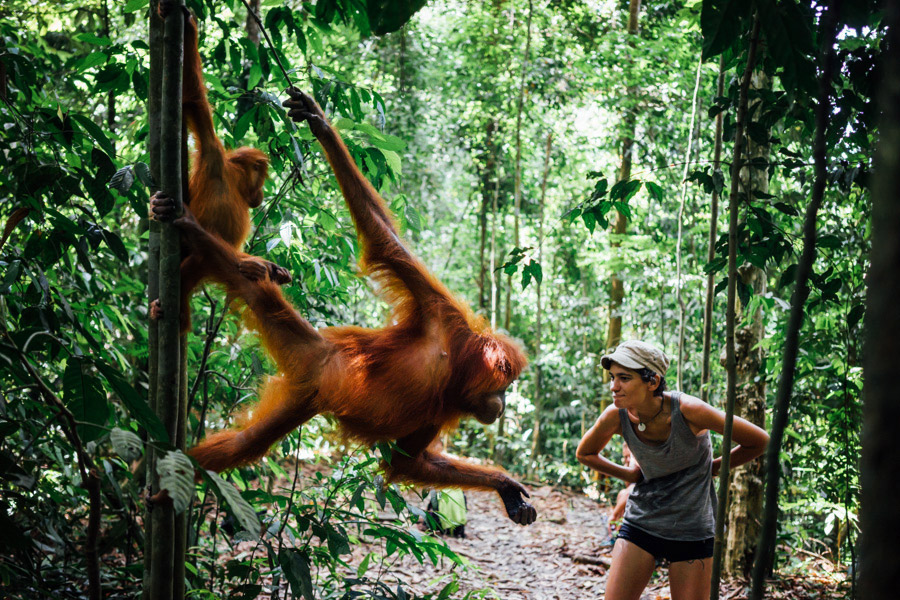 Bukit Lawang dan orang utan