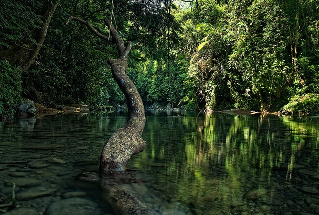 Taman Nasional Gunung Leuser