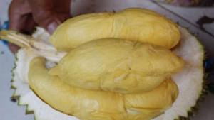 Durian 