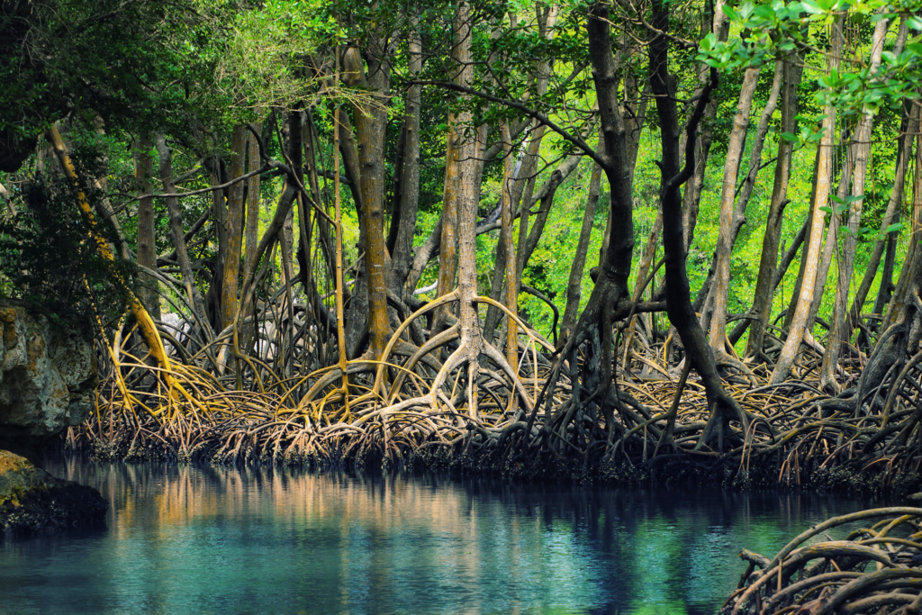 Hutan Mangrove