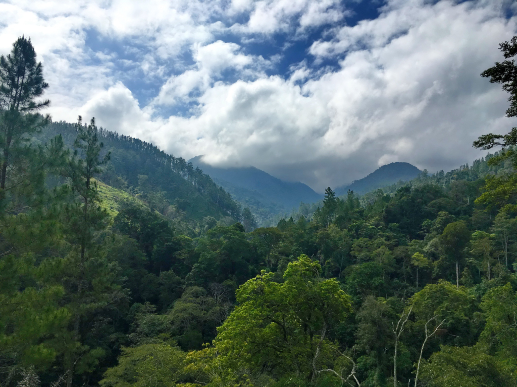 Wisata Alam Taman Nasional Gunung Leuser di Sumatera Utara