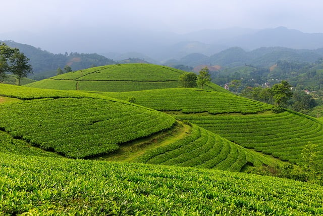 Tempat Wisata Kebun Teh Sidamanik di Medan